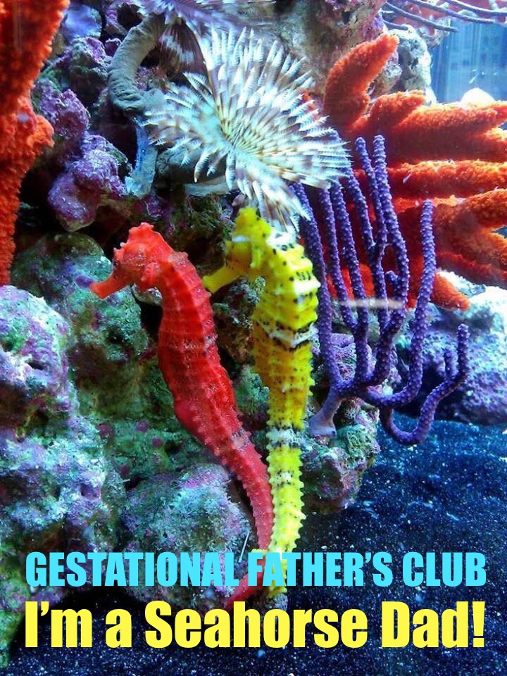 I'm A Seahorse Dad