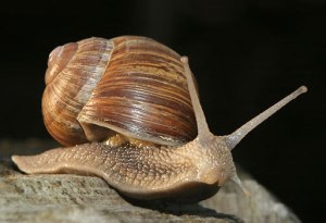snail